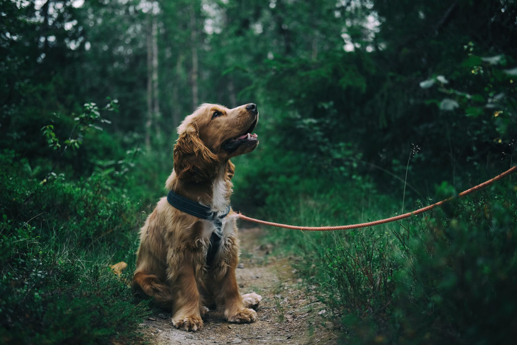 How to Choose the Best Dog Walker